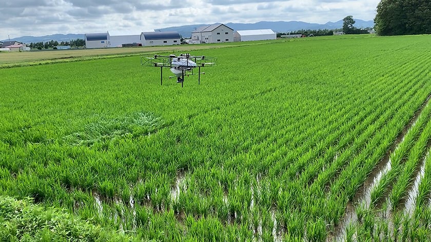 Rice feild with Drone