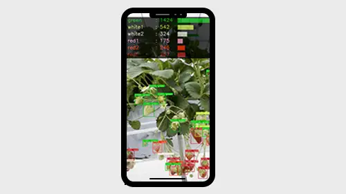 スマートフォン撮影でいちごの収量予測が可能