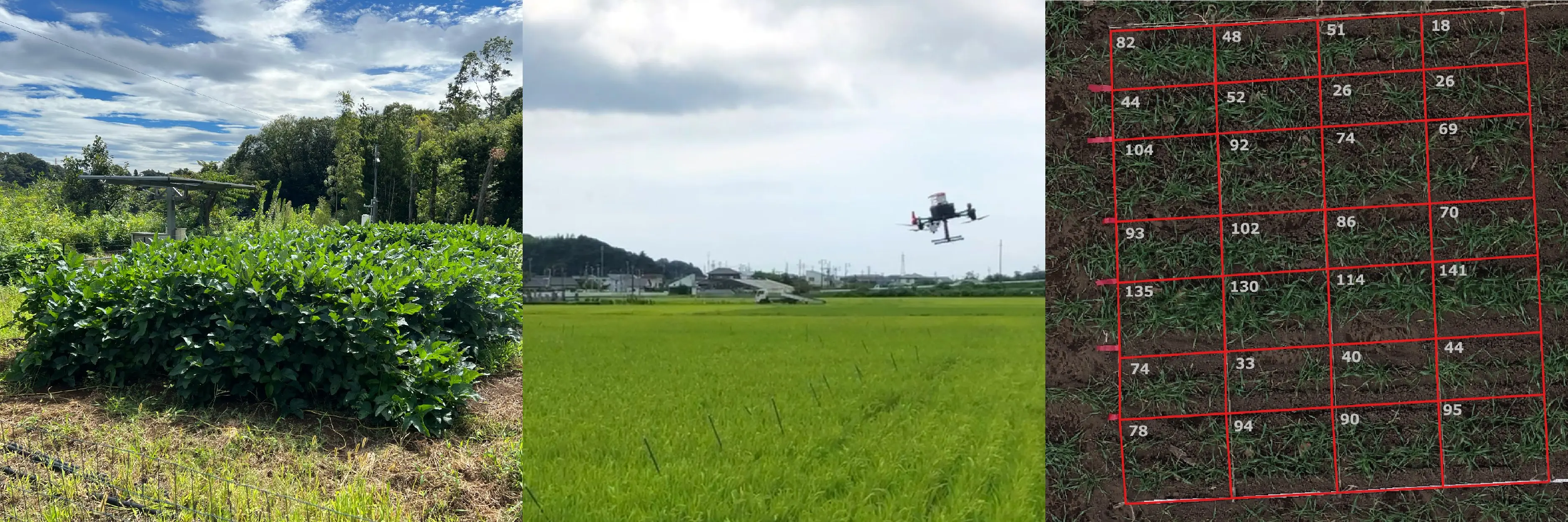 Photos : [Left Photo]: Tokyo Institute of Technology's experimental farm/　[Center Photo]: Proximity sensing by drone　/　[Right Photo]: (Analysis Example) Estimation of the number of stems of crops