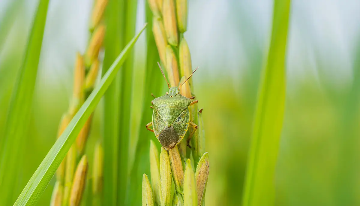 水稲のカメムシ防除で収量を維持！対策すべき病害虫と農薬散布時期まとめ