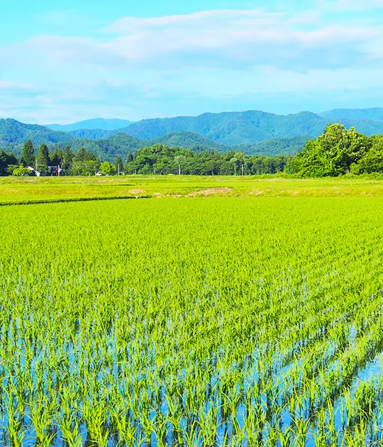 田園風景