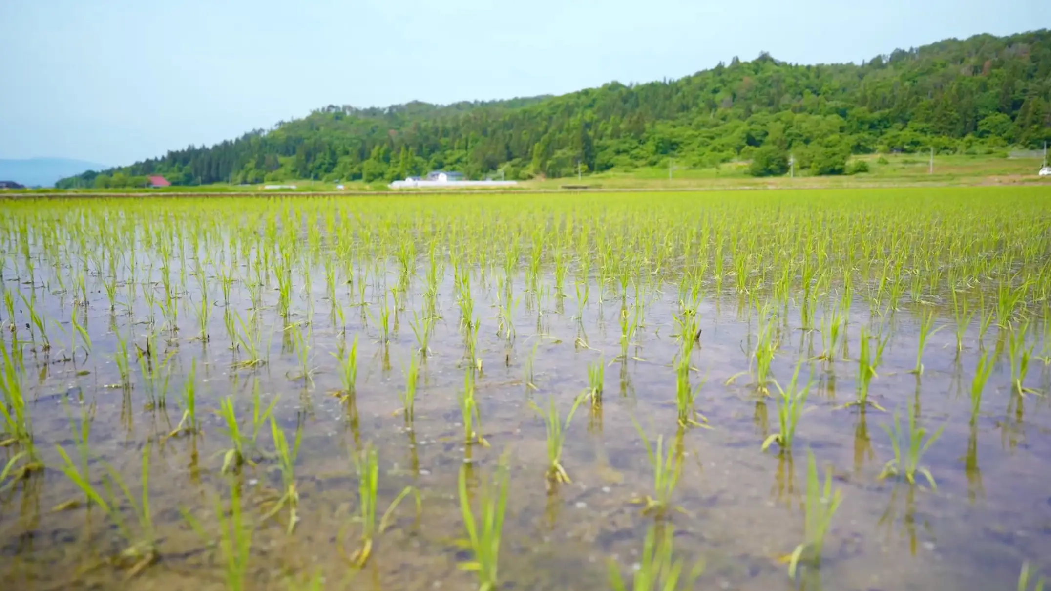 Japanese paddy fields