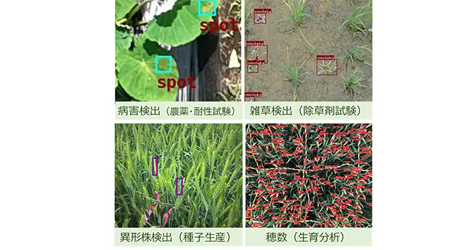 画像解析による病害などの検出