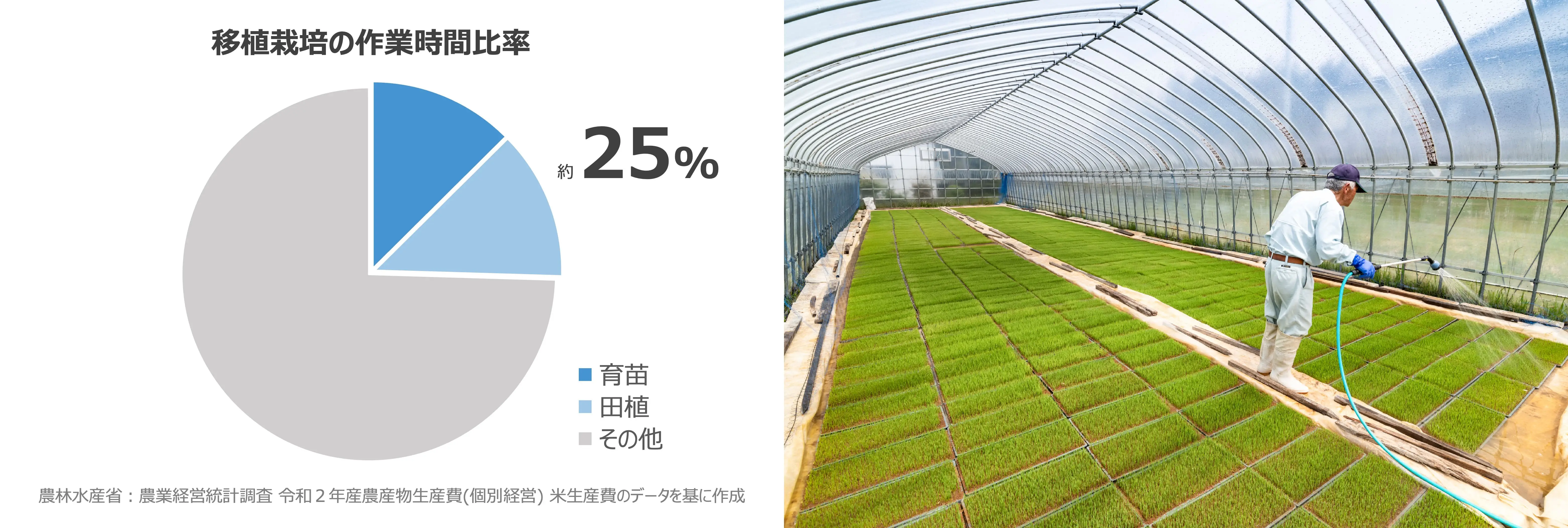 水稲栽培における移植栽培の作業時間比率のグラフと水稲栽培の様子