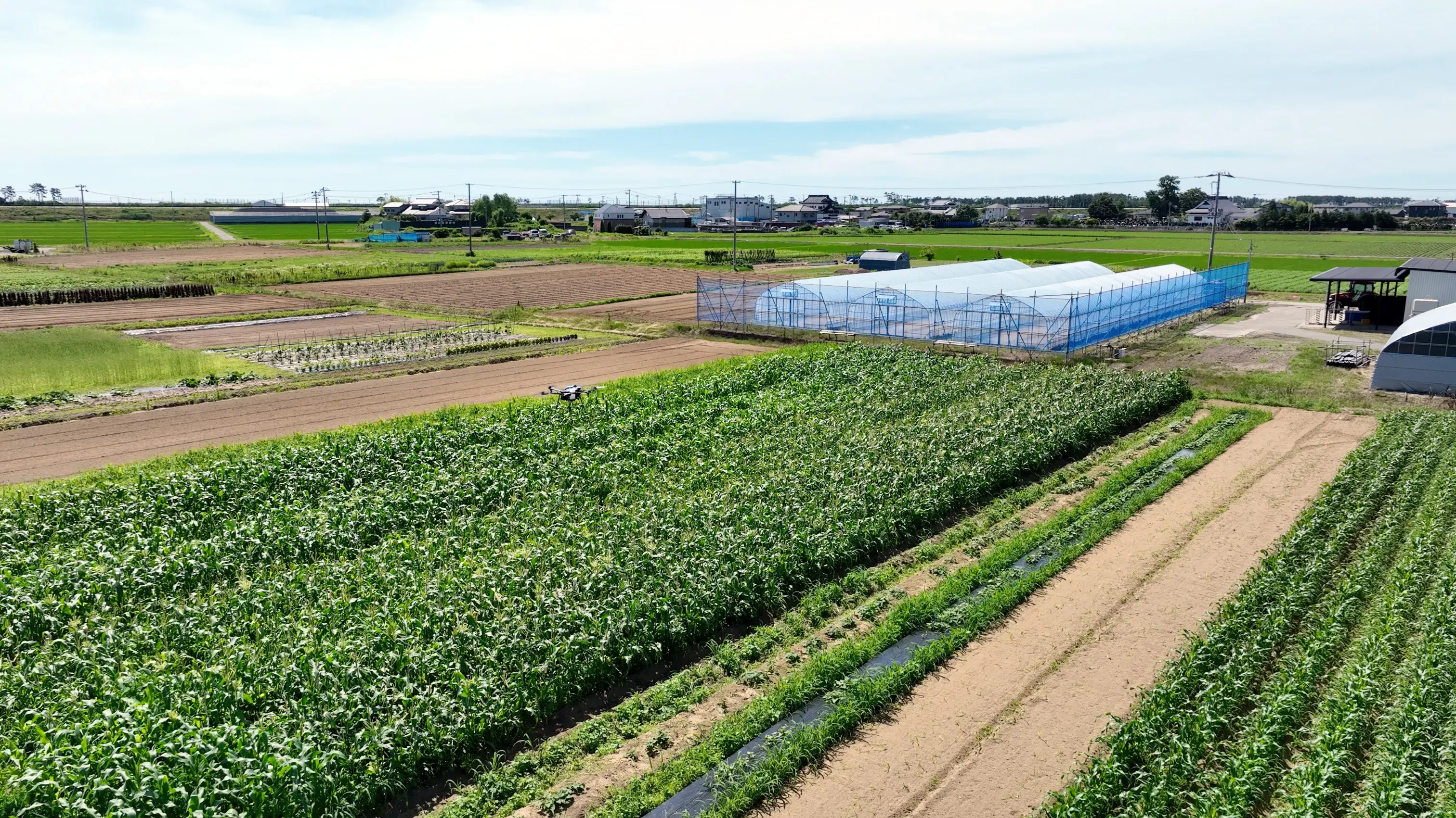 Drone flying over corn field