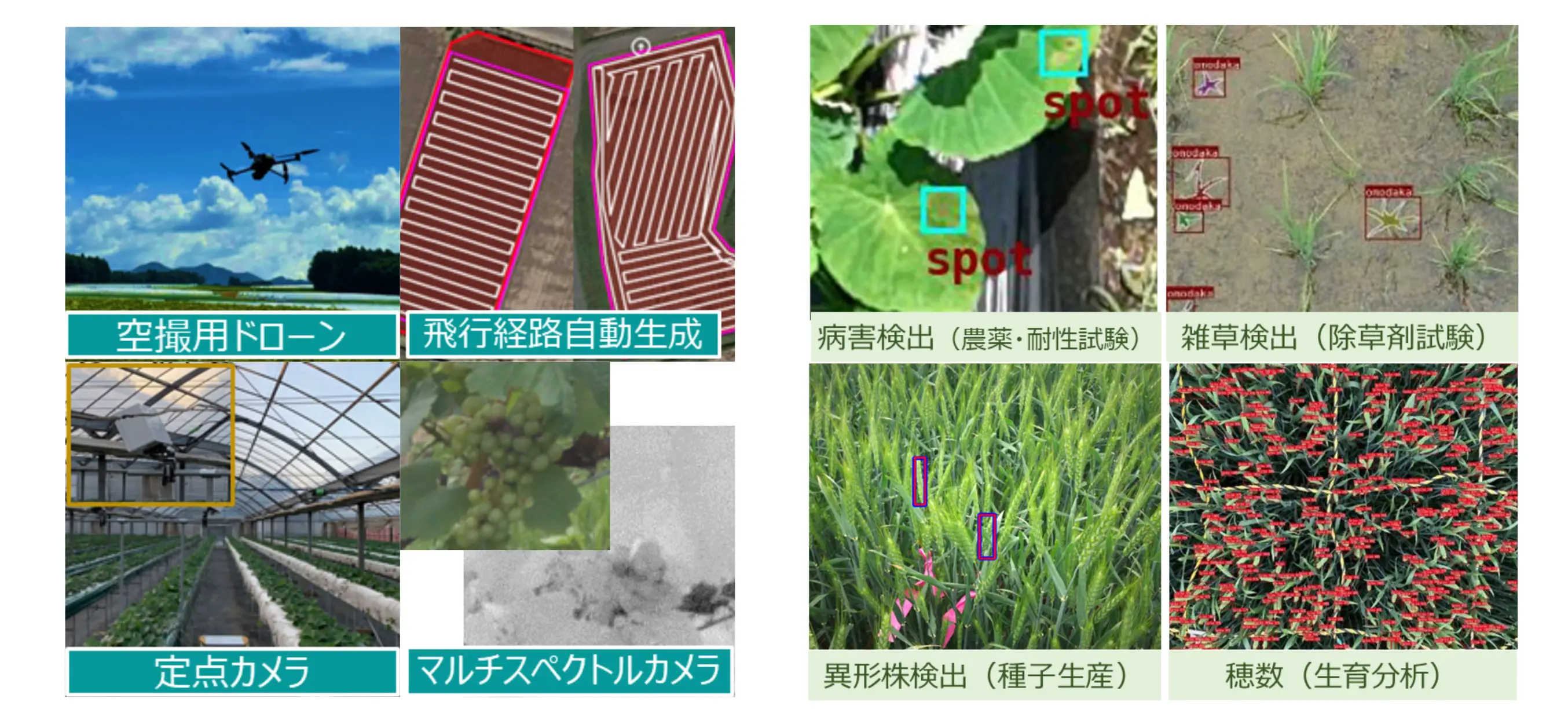 ドローンセンシング、画像解析AIによる生育分析・異常検出