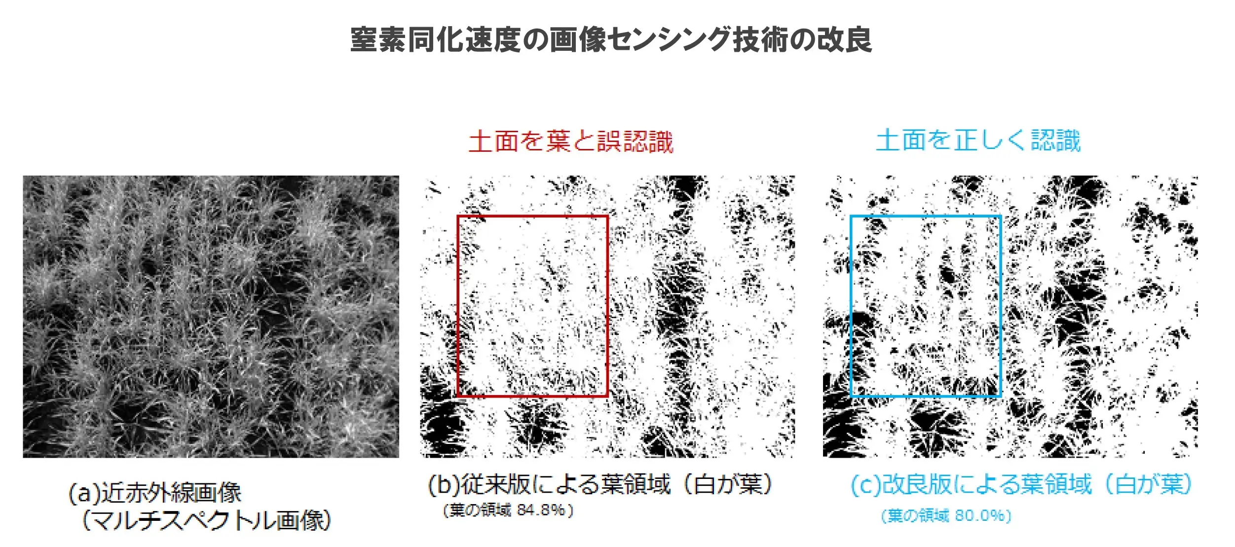 窒素同化速度の画像センシング技術の改良の様子