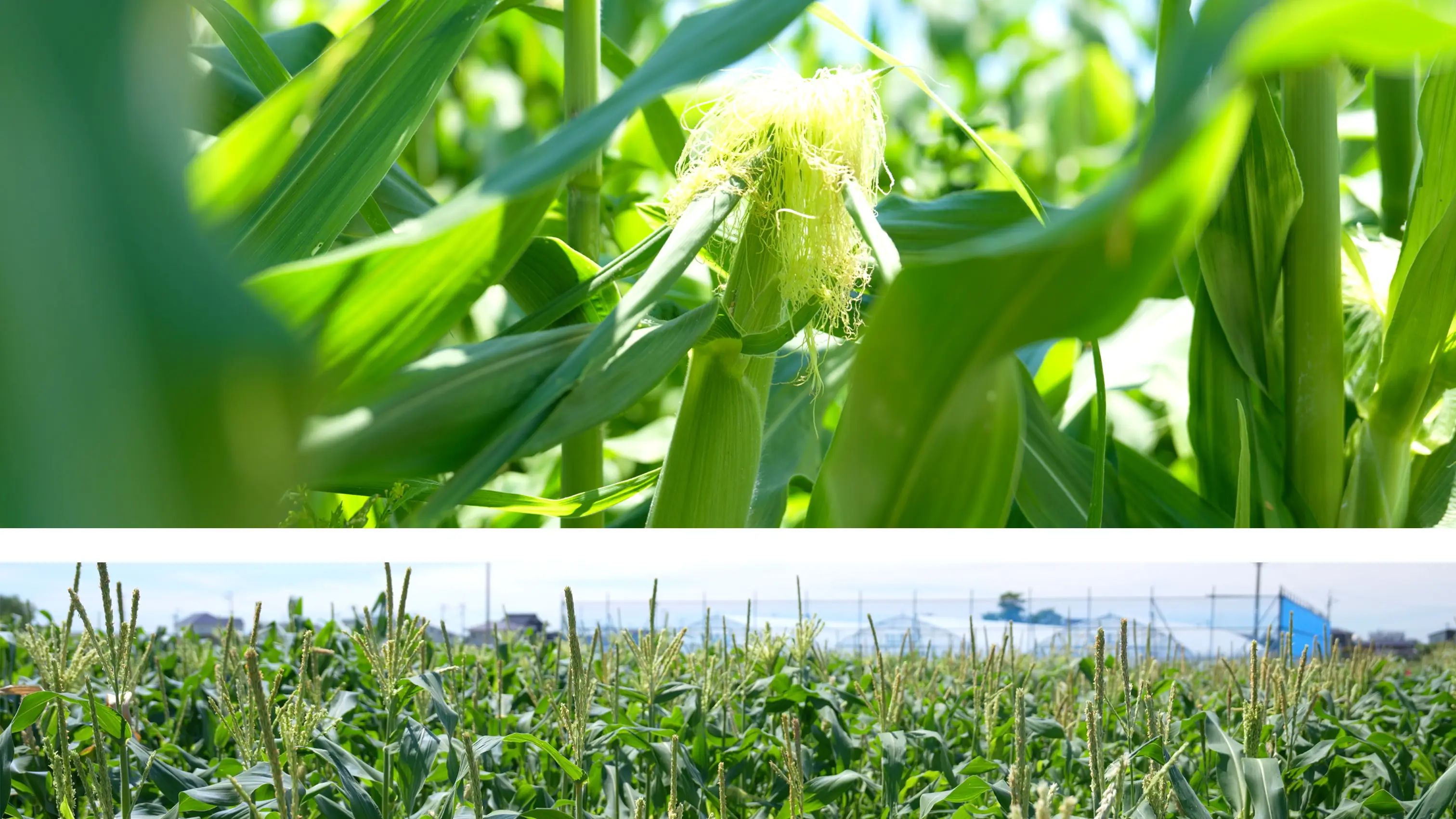 Corn field