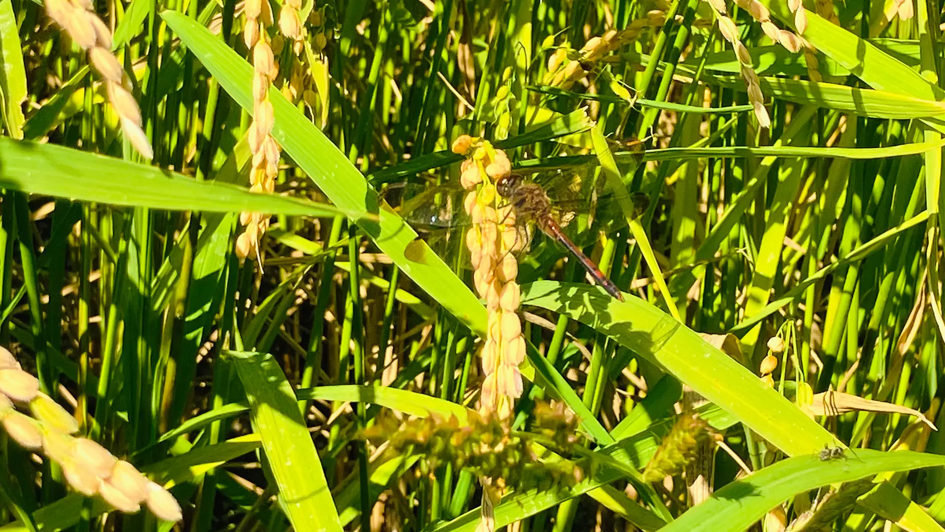 Dragonfly perching on ear of rice.