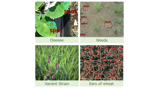 Disease detection by image analysis, etc.